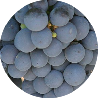 malbec