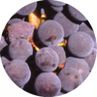 montepulciano