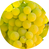 godello
