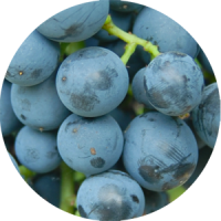 touriga nacional