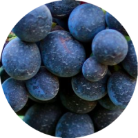 cinsault