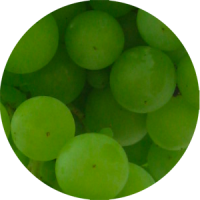 torrontés