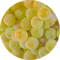 albariño