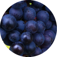 dolcetto