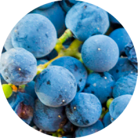 mourvèdre