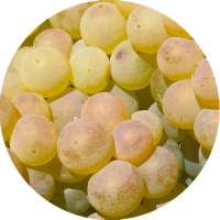trebbiano