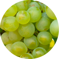 verdejo