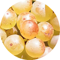 marsanne