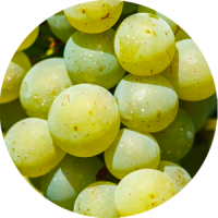 chardonnay