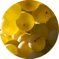 melon de bourgogne