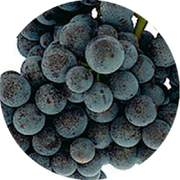 blaufränkisch