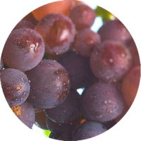 grauburgunder