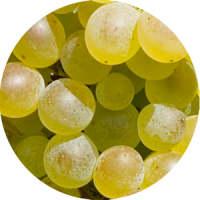 clairette