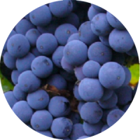malvasia